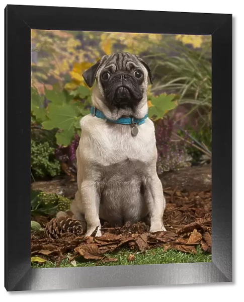 13132177. Pug dog outdoors in Autumn Date