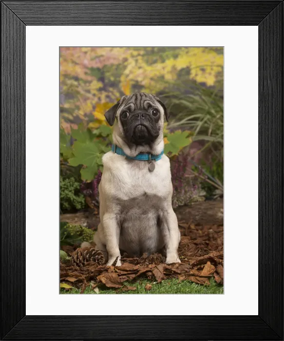 Framed Print : 13132177. Pug dog outdoors in Autumn Date
