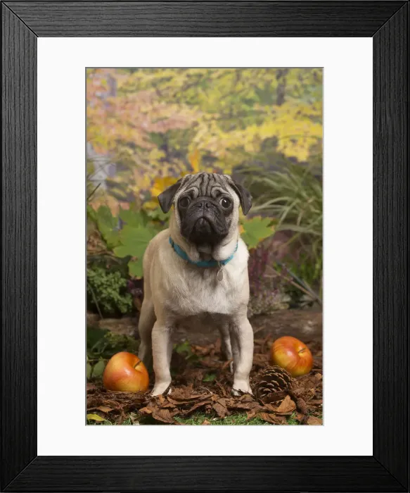 Framed Print : 13132178. Pug dog outdoors in Autumn Date