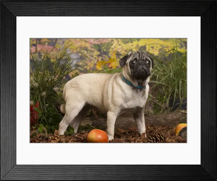 Framed Print : 13132179. Pug dog outdoors in Autumn Date Framed Print : 13132179. Pug dog outdoors in Autumn Date