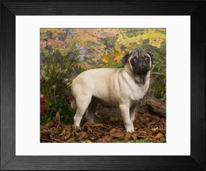 Framed Print : 13132180. Pug dog outdoors in Autumn Date Framed Print : 13132180. Pug dog outdoors in Autumn Date
