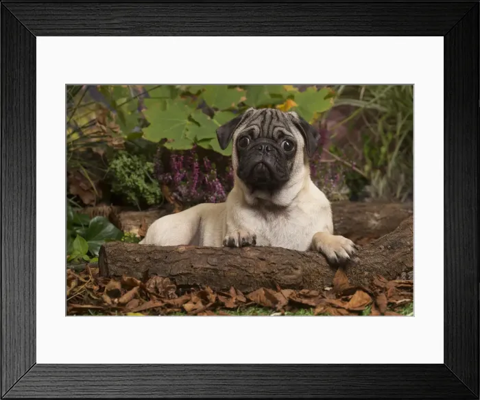 Framed Print : 13132181. Pug dog outdoors in Autumn Date Framed Print : 13132181. Pug dog outdoors in Autumn Date