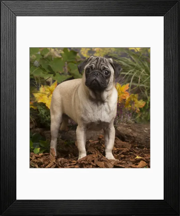 Framed Print : 13132182. Pug dog outdoors in Autumn Date Framed Print : 13132182. Pug dog outdoors in Autumn Date