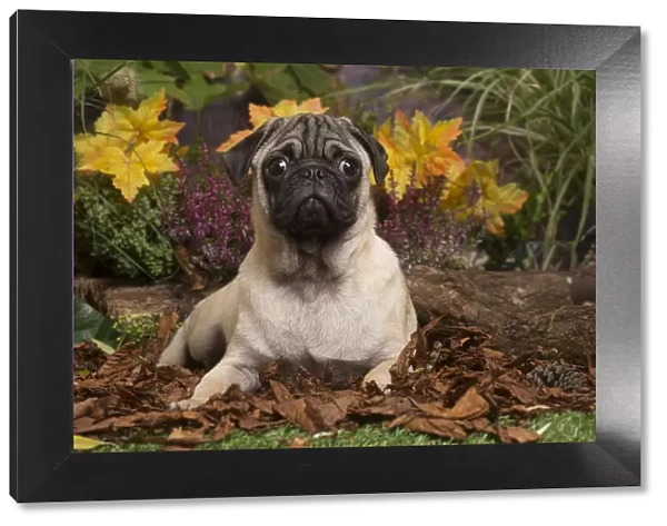 13132183. Pug dog outdoors in Autumn Date