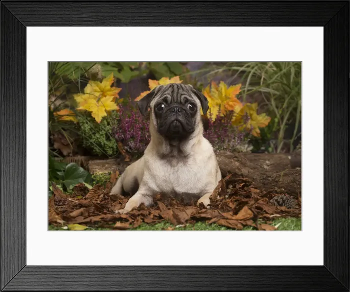 Framed Print : 13132183. Pug dog outdoors in Autumn Date Framed Print : 13132183. Pug dog outdoors in Autumn Date
