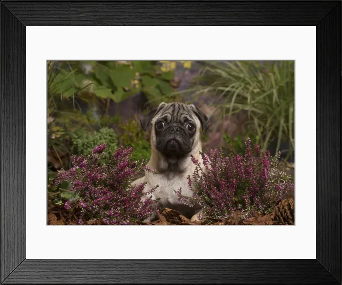 Framed Print : 13132184. Pug dog outdoors in Autumn Date Framed Print : 13132184. Pug dog outdoors in Autumn Date