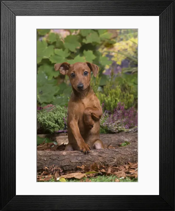 Framed Print : 13132186. Miniature or Dwarf Pinscher puppy outdoors in Autumn Date Framed Print : 13132186. Miniature or Dwarf Pinscher puppy outdoors in Autumn Date
