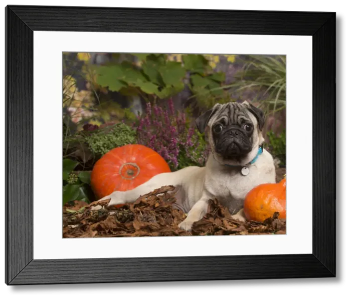 Framed Print : 13132185. Pug dog outdoors in Autumn Date Framed Print : 13132185. Pug dog outdoors in Autumn Date
