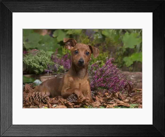 Framed Print : 13132187. Miniature or Dwarf Pinscher puppy outdoors in Autumn Date Framed Print : 13132187. Miniature or Dwarf Pinscher puppy outdoors in Autumn Date