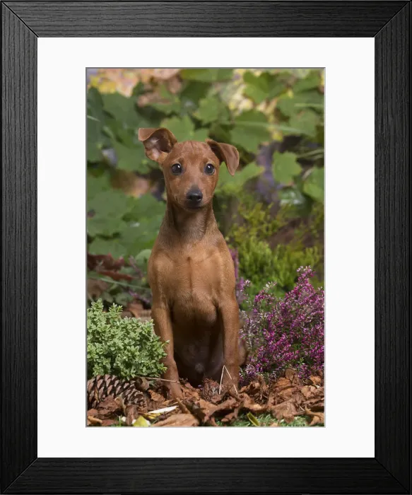 Framed Print : 13132189. Miniature or Dwarf Pinscher puppy outdoors in Autumn Date Framed Print : 13132189. Miniature or Dwarf Pinscher puppy outdoors in Autumn Date