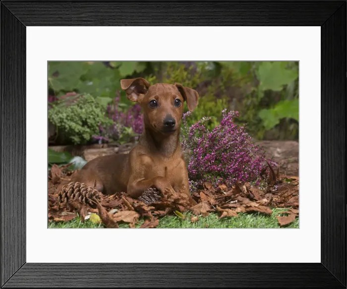 Framed Print : 13132188. Miniature or Dwarf Pinscher puppy outdoors in Autumn Date Framed Print : 13132188. Miniature or Dwarf Pinscher puppy outdoors in Autumn Date