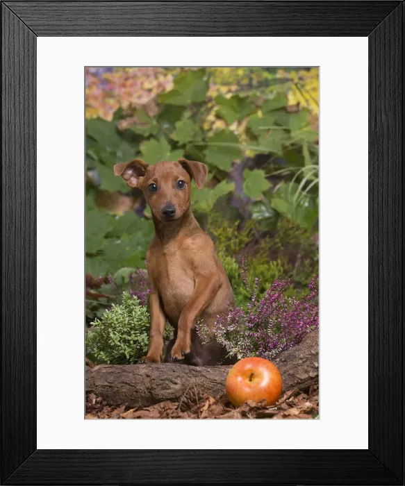 Framed Print : 13132190. Miniature or Dwarf Pinscher puppy outdoors in Autumn Date Framed Print : 13132190. Miniature or Dwarf Pinscher puppy outdoors in Autumn Date