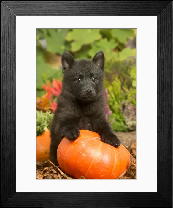 Framed Print : 13132191. Schipperke puppy outdoors in Autumn Date Framed Print : 13132191. Schipperke puppy outdoors in Autumn Date