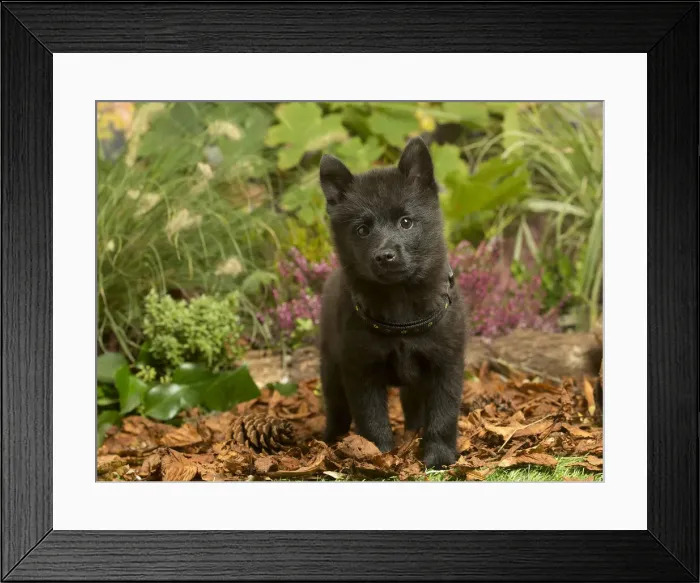 Framed Print : 13132193. Schipperke puppy outdoors in Autumn Date Framed Print : 13132193. Schipperke puppy outdoors in Autumn Date