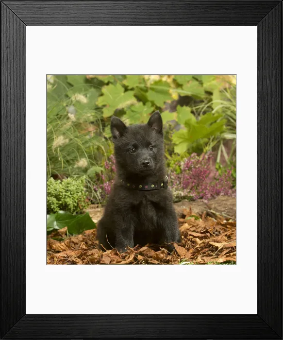 Framed Print : 13132194. Schipperke puppy outdoors in Autumn Date Framed Print : 13132194. Schipperke puppy outdoors in Autumn Date
