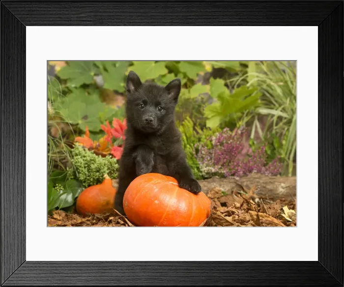 Framed Print : 13132192. Schipperke puppy outdoors in Autumn Date Framed Print : 13132192. Schipperke puppy outdoors in Autumn Date