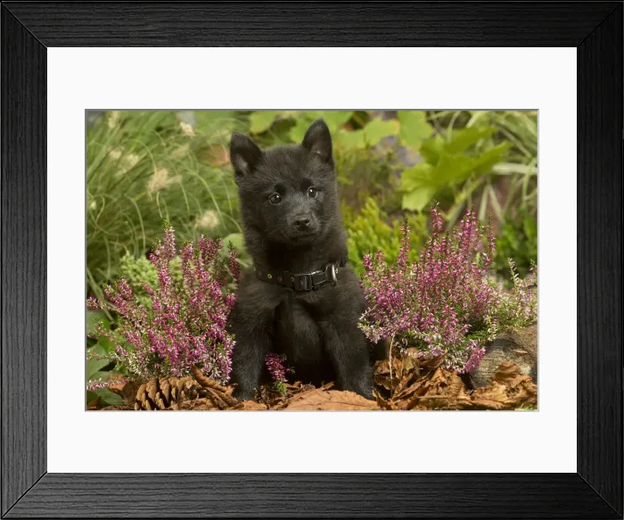 Framed Print : 13132195. Schipperke puppy outdoors in Autumn Date Framed Print : 13132195. Schipperke puppy outdoors in Autumn Date