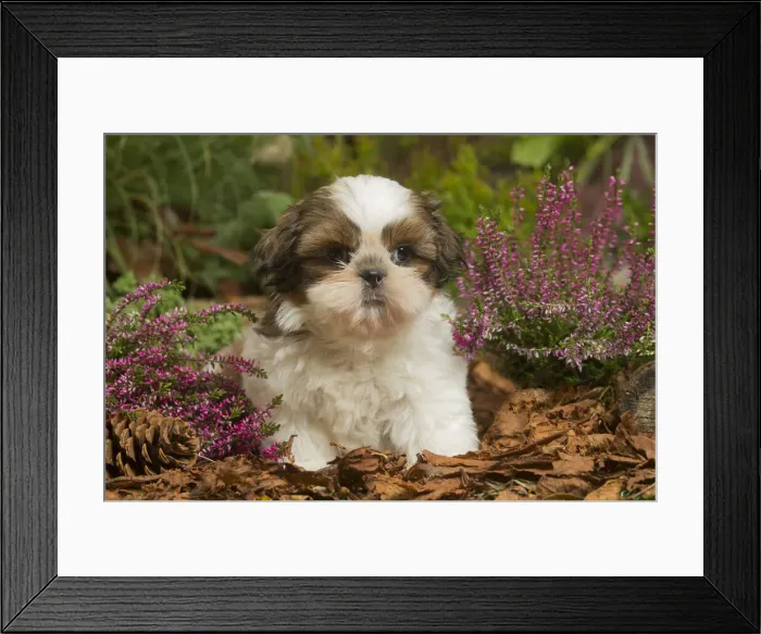 Framed Print : 13132196. Shih Tzu dog outdoors in Autumn Date Framed Print : 13132196. Shih Tzu dog outdoors in Autumn Date