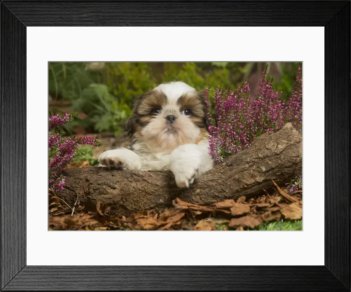 Framed Print : 13132197. Shih Tzu dog outdoors in Autumn Date Framed Print : 13132197. Shih Tzu dog outdoors in Autumn Date