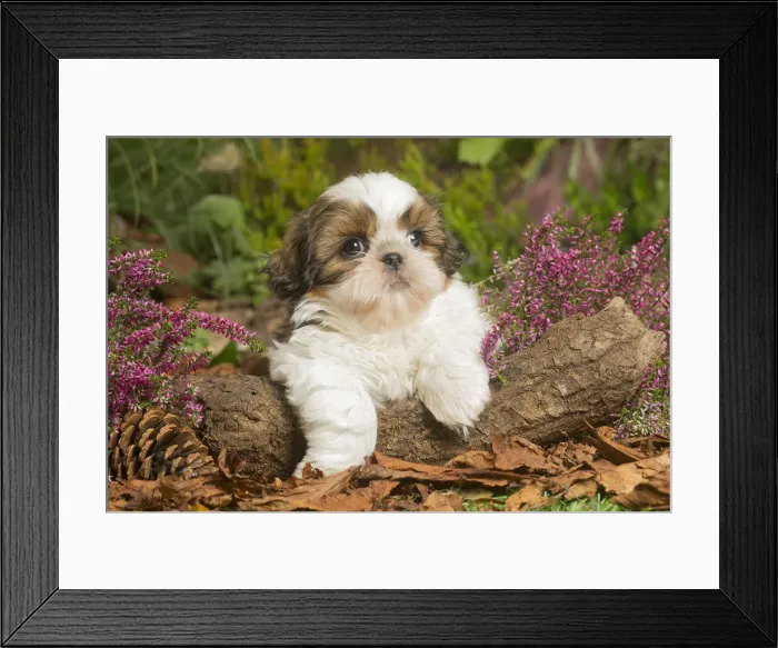 Framed Print : 13132198. Shih Tzu dog outdoors in Autumn Date Framed Print : 13132198. Shih Tzu dog outdoors in Autumn Date