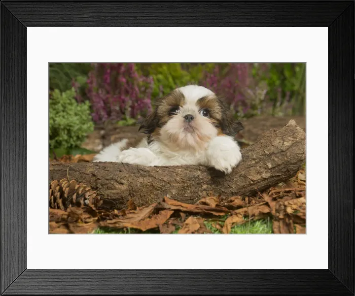 Framed Print : 13132199. Shih Tzu dog outdoors in Autumn Date Framed Print : 13132199. Shih Tzu dog outdoors in Autumn Date