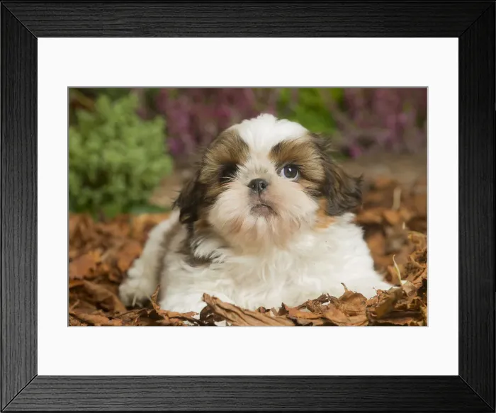 Framed Print : 13132200. Shih Tzu dog outdoors in Autumn Date Framed Print : 13132200. Shih Tzu dog outdoors in Autumn Date