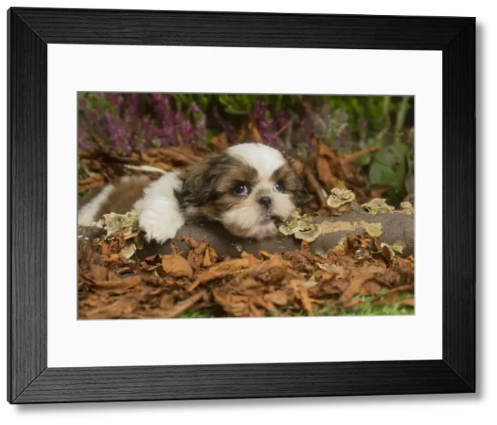Framed Print : 13132202. Shih Tzu dog outdoors in Autumn Date Framed Print : 13132202. Shih Tzu dog outdoors in Autumn Date