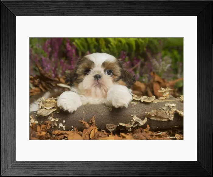 Framed Print : 13132201. Shih Tzu dog outdoors in Autumn Date Framed Print : 13132201. Shih Tzu dog outdoors in Autumn Date