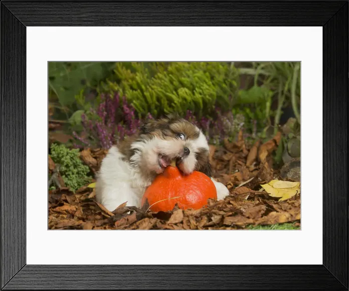 Framed Print : 13132203. Shih Tzu dog outdoors in Autumn Date Framed Print : 13132203. Shih Tzu dog outdoors in Autumn Date