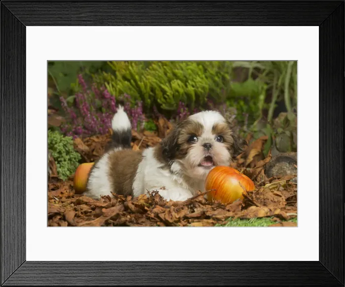 Framed Print : 13132204. Shih Tzu dog outdoors in Autumn Date Framed Print : 13132204. Shih Tzu dog outdoors in Autumn Date