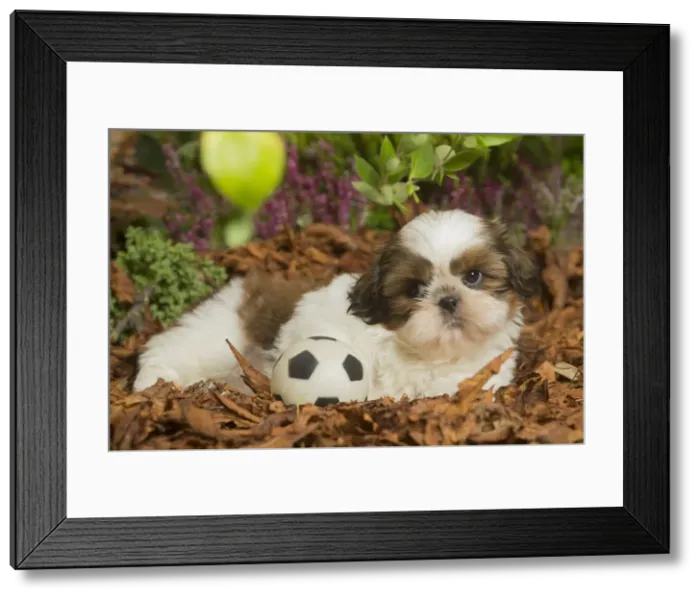 Framed Print : 13132205. Shih Tzu dog outdoors in Autumn Date Framed Print : 13132205. Shih Tzu dog outdoors in Autumn Date