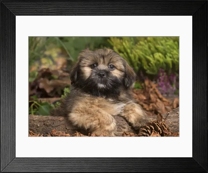 Framed Print : 13132206. Lhasa Apso dog outdoors in Autumn Date Framed Print : 13132206. Lhasa Apso dog outdoors in Autumn Date