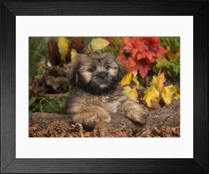 Framed Print : 13132207. Lhasa Apso dog outdoors in Autumn Date Framed Print : 13132207. Lhasa Apso dog outdoors in Autumn Date