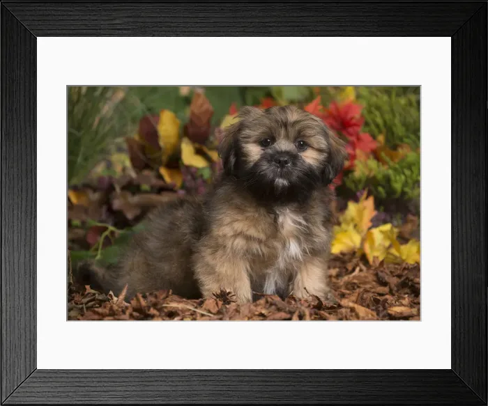 Framed Print : 13132208. Lhasa Apso dog outdoors in Autumn Date Framed Print : 13132208. Lhasa Apso dog outdoors in Autumn Date
