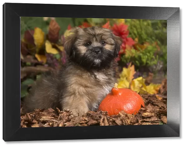 13132209. Lhasa Apso dog outdoors in Autumn Date