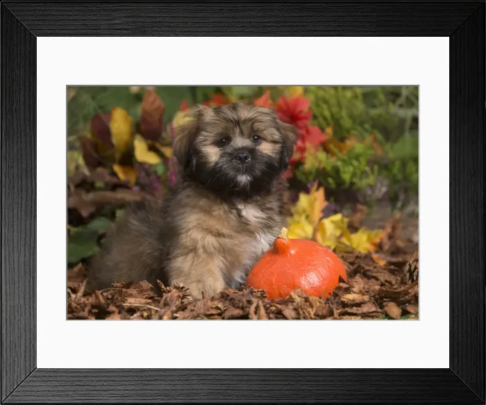Framed Print : 13132209. Lhasa Apso dog outdoors in Autumn Date Framed Print : 13132209. Lhasa Apso dog outdoors in Autumn Date