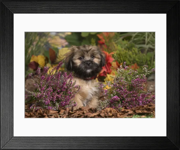 Framed Print : 13132210. Lhasa Apso dog outdoors in Autumn Date Framed Print : 13132210. Lhasa Apso dog outdoors in Autumn Date