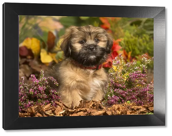 13132211. Lhasa Apso dog outdoors in Autumn Date