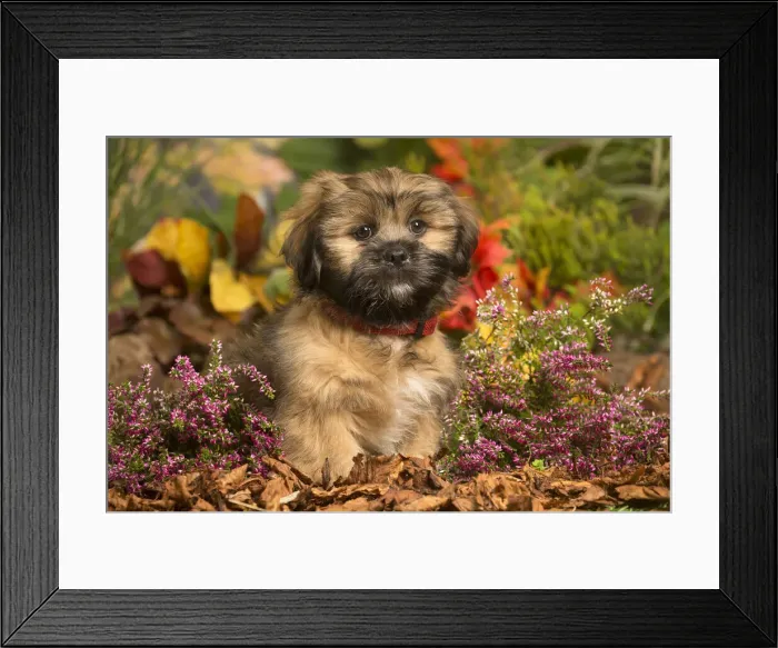 Framed Print : 13132211. Lhasa Apso dog outdoors in Autumn Date Framed Print : 13132211. Lhasa Apso dog outdoors in Autumn Date