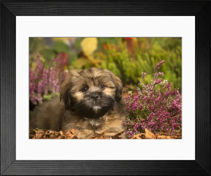 Framed Print : 13132212. Lhasa Apso dog outdoors in Autumn Date Framed Print : 13132212. Lhasa Apso dog outdoors in Autumn Date
