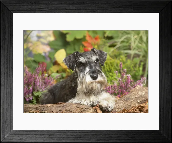 Framed Print : 13132213. Miniature Schnauzer Dog outdoors in Autumn Date