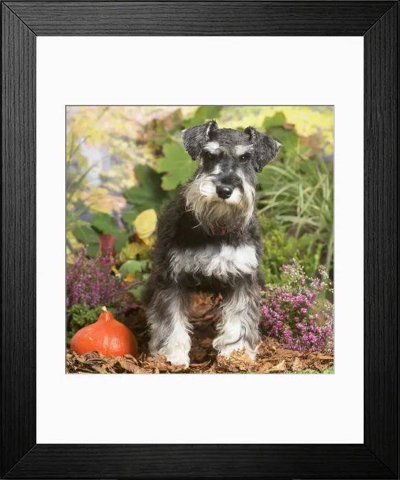 Framed Print : 13132215. Miniature Schnauzer Dog outdoors in Autumn Date Framed Print : 13132215. Miniature Schnauzer Dog outdoors in Autumn Date