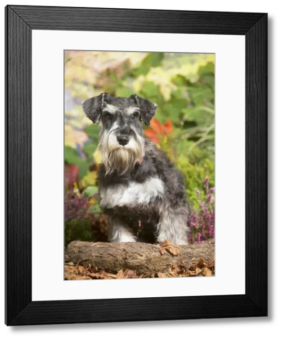 Framed Print : 13132214. Miniature Schnauzer Dog outdoors in Autumn Date Framed Print : 13132214. Miniature Schnauzer Dog outdoors in Autumn Date