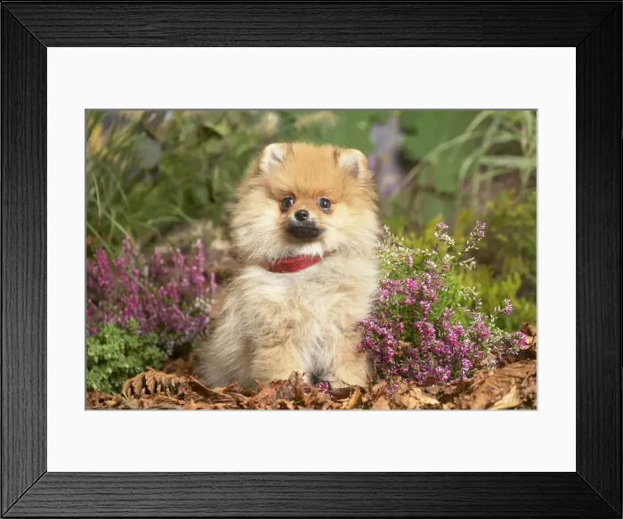 Framed Print : 13132217. Miniature German Spitz Dog outdoors in Autumn Date Framed Print : 13132217. Miniature German Spitz Dog outdoors in Autumn Date