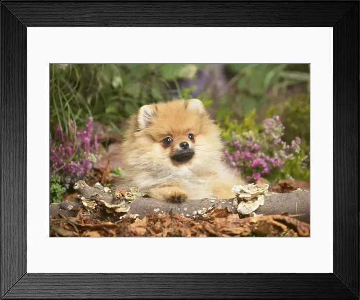 Framed Print : 13132218. Miniature German Spitz Dog outdoors in Autumn Date Framed Print : 13132218. Miniature German Spitz Dog outdoors in Autumn Date