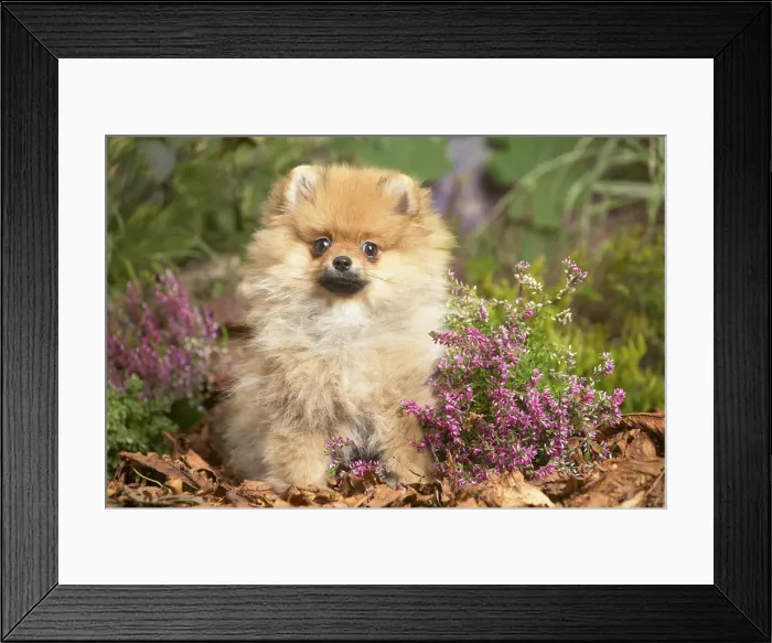 Framed Print : 13132216. Miniature German Spitz Dog outdoors in Autumn Date Framed Print : 13132216. Miniature German Spitz Dog outdoors in Autumn Date