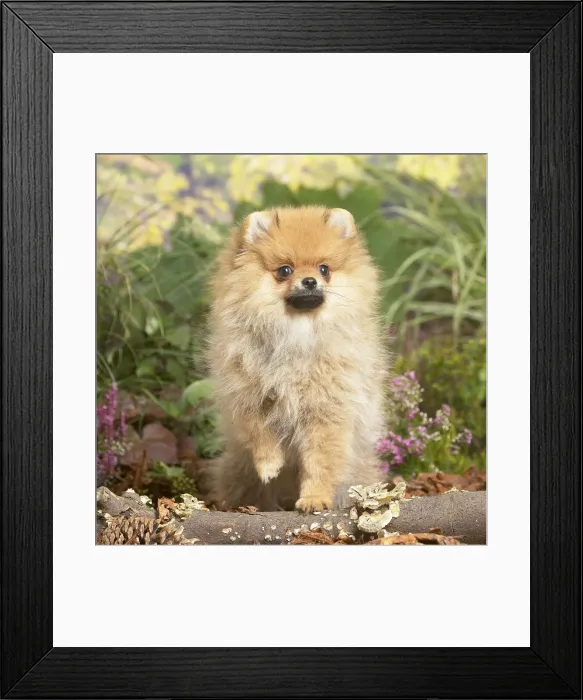 Framed Print : 13132219. Miniature German Spitz Dog outdoors in Autumn Date Framed Print : 13132219. Miniature German Spitz Dog outdoors in Autumn Date