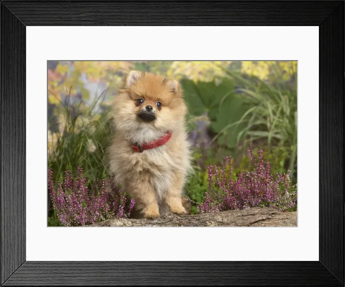 Framed Print : 13132220. Miniature German Spitz Dog outdoors in Autumn Date Framed Print : 13132220. Miniature German Spitz Dog outdoors in Autumn Date
