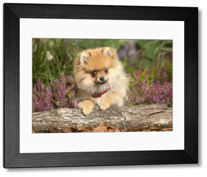Framed Print : 13132221. Miniature German Spitz Dog outdoors in Autumn Date Framed Print : 13132221. Miniature German Spitz Dog outdoors in Autumn Date
