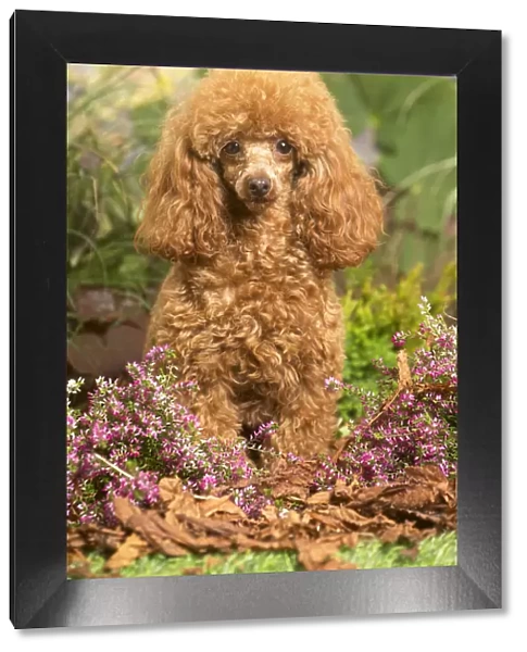 13132222. Toy Poodle dog outdoors in Autumn Date